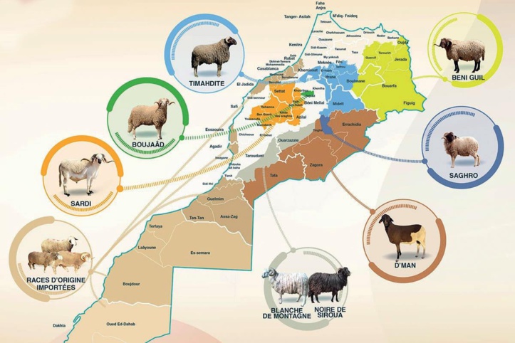Aïd Al-Adha : Le Sardi, une race de mouton emblématique Aïd Al-Adha : Le Sardi, une race de mouton emblématique