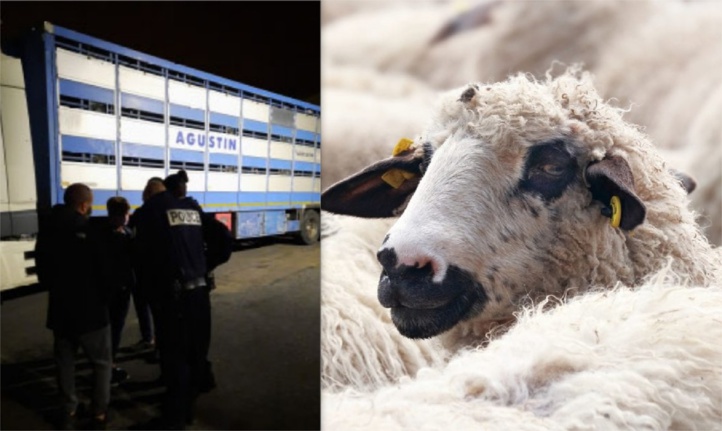 Aid El Adha : les arnaqueurs en France ne chôment pas ! Aid El Adha : les arnaqueurs en France ne chôment pas !