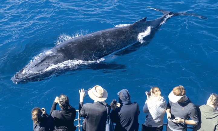 Pescatourisme et Whale-watching : Deux filières de l’économie bleue à développer d’urgence Pescatourisme et Whale-watching : Deux filières de l’économie bleue à développer d’urgence