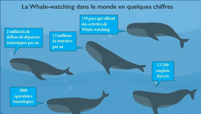 Pescatourisme et Whale-watching : Deux filières de l’économie bleue à développer d’urgence