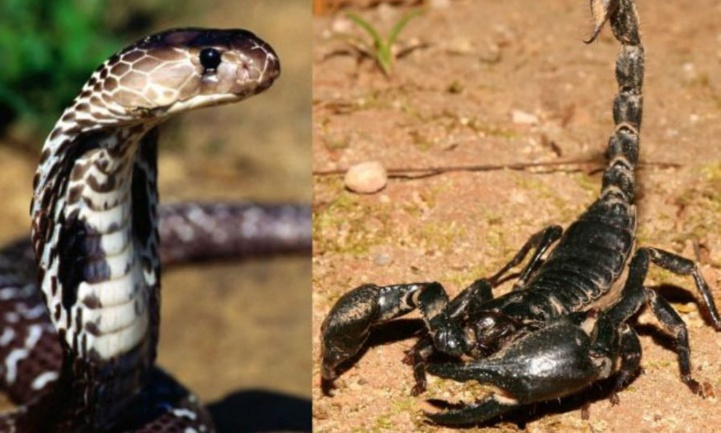 Saison estivale :  Attention aux piqûres de scorpions et morsures de serpents