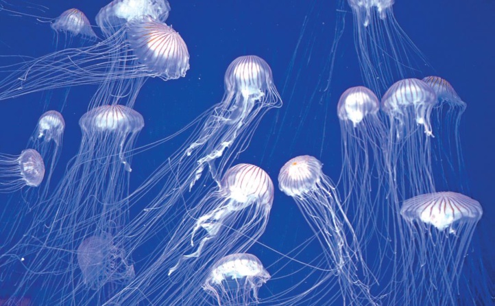 Méditerranée : La prolifération des méduses inquiète les Marocains Méditerranée : La prolifération des méduses inquiète les Marocains