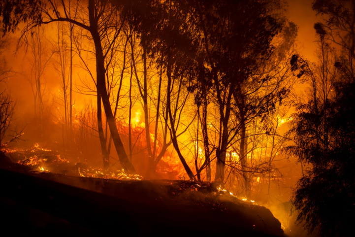 Été caniculaire : Une cinquantaine d’incendies ravagent le nord de l’Algérie