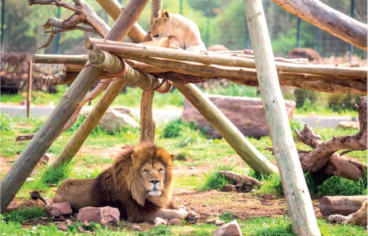 Journée mondiale du lion : Le destin incertain de l’emblématique lion de l’Atlas Journée mondiale du lion : Le destin incertain de l’emblématique lion de l’Atlas