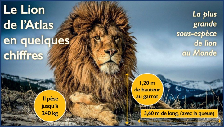 Journée mondiale du lion : Le destin incertain de l’emblématique lion de l’Atlas Journée mondiale du lion : Le destin incertain de l’emblématique lion de l’Atlas