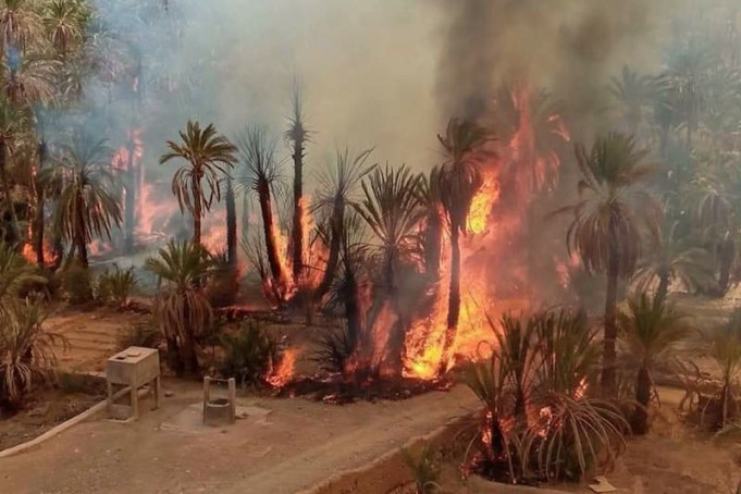 Désastre climatique : Un été de catastrophes dans les forêts et oasis Désastre climatique : Un été de catastrophes dans les forêts et oasis