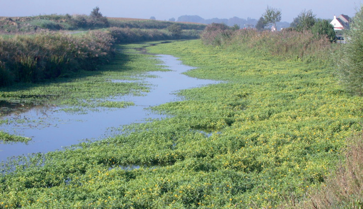 Espèces exotiques envahissantes : Une menace socioéconomique croissante et silencieuse Espèces exotiques envahissantes : Une menace socioéconomique croissante et silencieuse