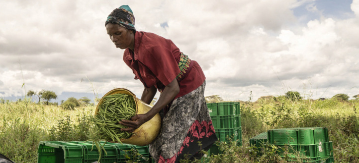 Nouveau rapport de la CNUCED sur la ZLECAf : Faire de la biodiversité le moteur du commerce durable Nouveau rapport de la CNUCED sur la ZLECAf : Faire de la biodiversité le moteur du commerce durable