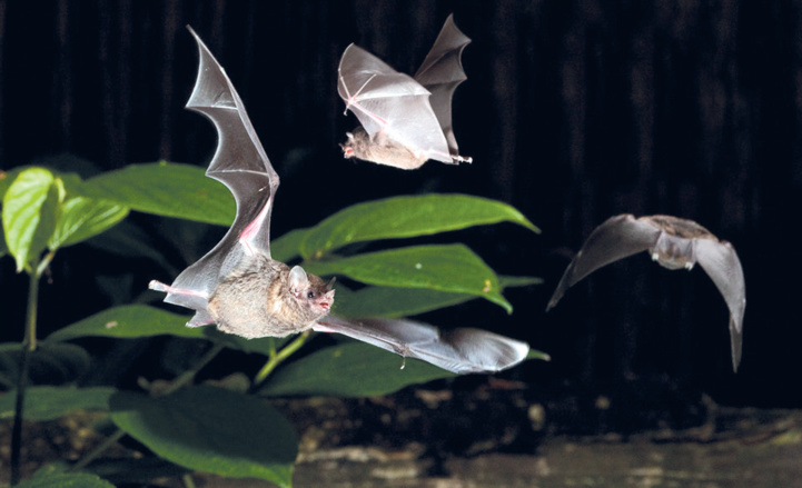 Nuit internationale de la chauve-souris : Secrets, bienfaits et périls d’une créature mystérieuse et mal-aimée