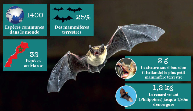 Nuit internationale de la chauve-souris : Secrets, bienfaits et périls d’une créature mystérieuse et mal-aimée Nuit internationale de la chauve-souris : Secrets, bienfaits et périls d’une créature mystérieuse et mal-aimée