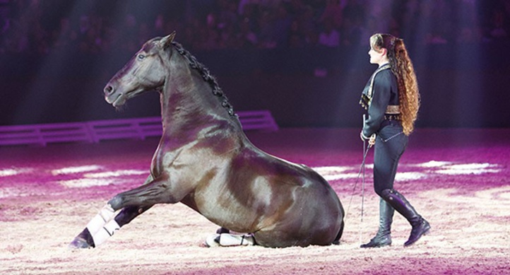 Covid-19: Le Salon du Cheval d'El Jadida annulé
