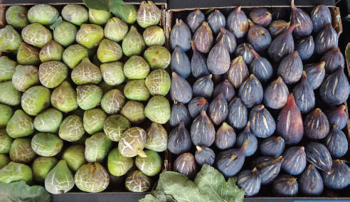 El Jadida-Ouled Frej : Culture du figuier ou quand qualité rime avec saveur El Jadida-Ouled Frej : Culture du figuier ou quand qualité rime avec saveur