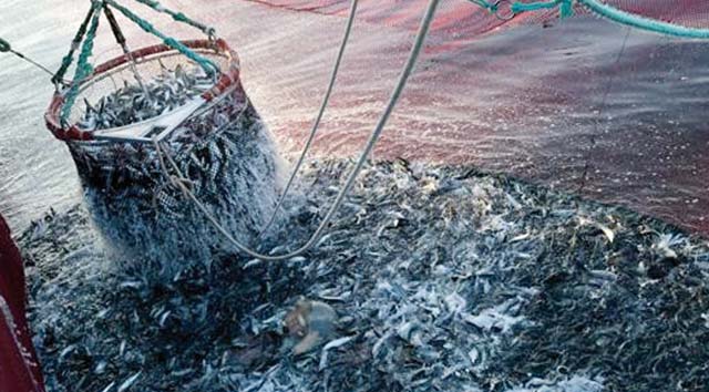 Pêche : hausse de la valeur des produits commercialisés de 34% Pêche : hausse de la valeur des produits commercialisés de 34%