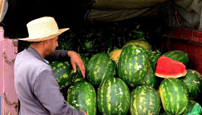 Exportations de fruits : Le Maroc devance l’Espagne dans la vente de pastèques dans l’UE