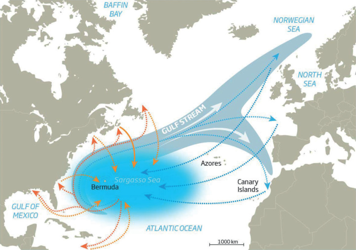 Les scientifiques ont suspecté une migration de l’anguille qui se déroulait sur plusieurs milliers de kilomètres. Les scientifiques ont suspecté une migration de l’anguille qui se déroulait sur plusieurs milliers de kilomètres.