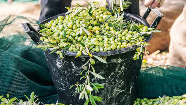 Marrakech-Safi : Un plan d’action pour développer la filière de l’Olive Marrakech-Safi : Un plan d’action pour développer la filière de l’Olive