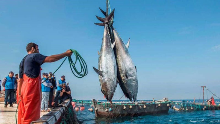 Pêche : La valeur des produits commercialisés augmente de 30%