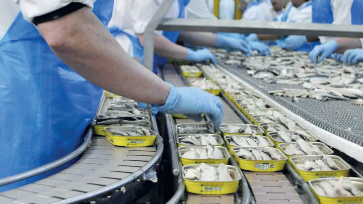 Sardine du Maroc : Entre conserve et farine, menace sur la reine des protéines Sardine du Maroc : Entre conserve et farine, menace sur la reine des protéines