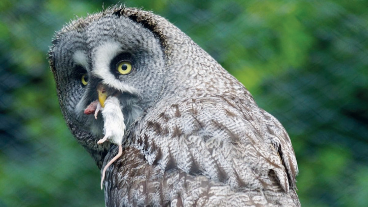 Lutte contre les nuisibles : Comme Israël, le Maroc recourt aux rapaces Lutte contre les nuisibles : Comme Israël, le Maroc recourt aux rapaces
