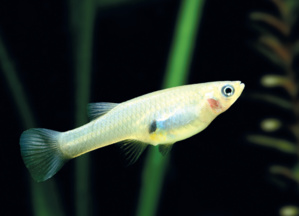 Lutte contre les nuisibles : Comme Israël, le Maroc recourt aux rapaces Lutte contre les nuisibles : Comme Israël, le Maroc recourt aux rapaces