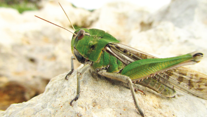 Alimentation alternative : Bientôt des insectes dans nos assiettes ?