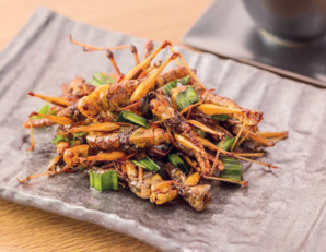 Alimentation alternative : Bientôt des insectes dans nos assiettes ? Alimentation alternative : Bientôt des insectes dans nos assiettes ?