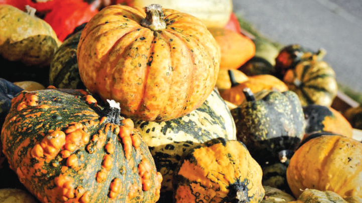 Doukkala : La Citrouille entre satisfaction et inquiétude des producteurs Doukkala : La Citrouille entre satisfaction et inquiétude des producteurs