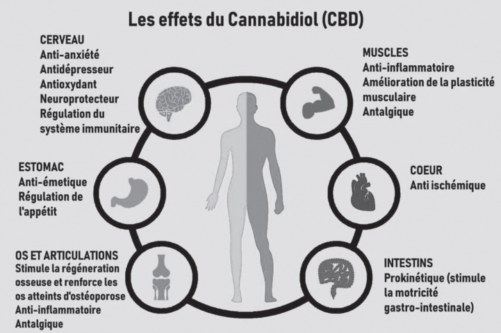 Cannabis thérapeutique : Les défis pharmacologiques d’un marché porteur