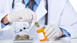 Cannabis thérapeutique : Les défis pharmacologiques d’un marché porteur