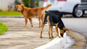 Protection animale : Un enjeu moral et sanitaire entravé par les idées reçues Protection animale : Un enjeu moral et sanitaire entravé par les idées reçues