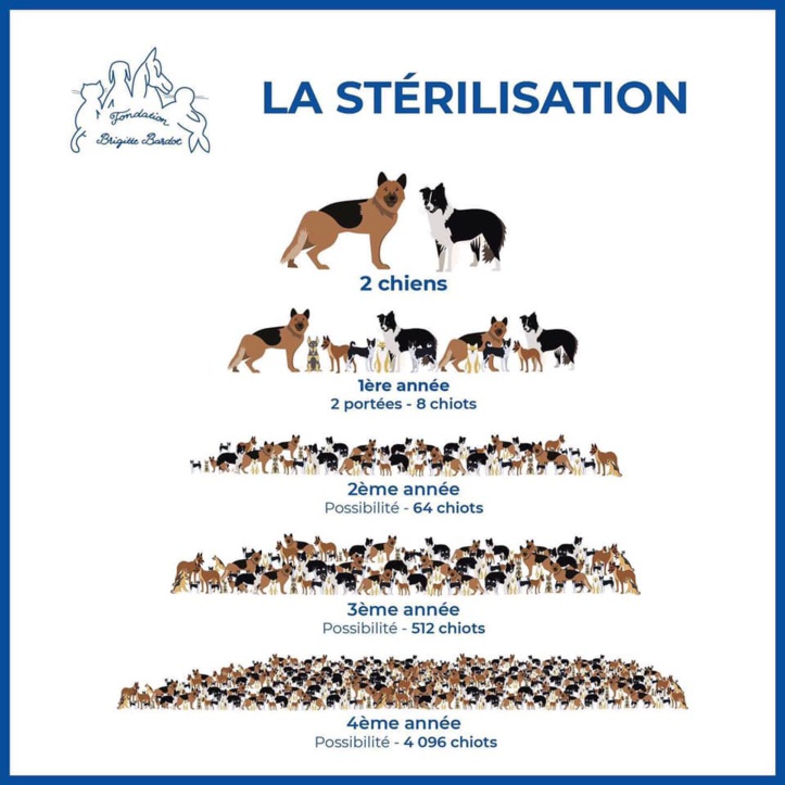 Protection animale : Un enjeu moral et sanitaire entravé par les idées reçues Protection animale : Un enjeu moral et sanitaire entravé par les idées reçues