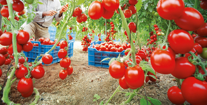 Agriculture : explosion des exportations de tomates marocaines vers l'Union européenne Agriculture : explosion des exportations de tomates marocaines vers l'Union européenne