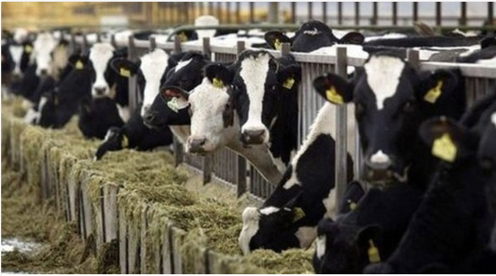 Élevage/Chaîne alimentaire: Le Maroc en mesure de mener à bien la lutte contre l'antibiorésistance (ONSSA) Élevage/Chaîne alimentaire: Le Maroc en mesure de mener à bien la lutte contre l'antibiorésistance (ONSSA)