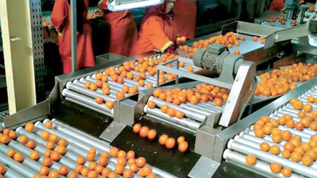 L’exportation des agrumes en hausse de 15 à 20 % L’exportation des agrumes en hausse de 15 à 20 %