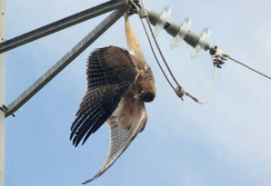 Rapaces : Haro sur le trafic des oiseaux de proie