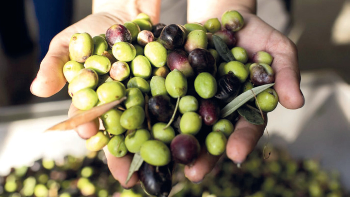 Oléiculture : Un fleuron national agricole à mi-chemin de l’épanouissement Oléiculture : Un fleuron national agricole à mi-chemin de l’épanouissement