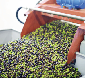 Oléiculture : Un fleuron national agricole à mi-chemin de l’épanouissement Oléiculture : Un fleuron national agricole à mi-chemin de l’épanouissement