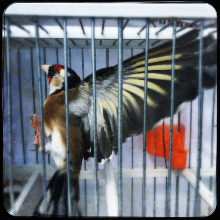 Trafic d'espèces : Le chardonneret, entre culture et trafic Trafic d'espèces : Le chardonneret, entre culture et trafic