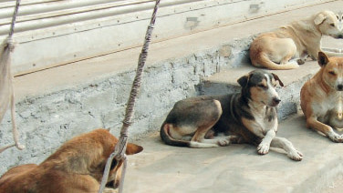 Salé : Les meutes de chiens errants « menacent » la ville Salé : Les meutes de chiens errants « menacent » la ville
