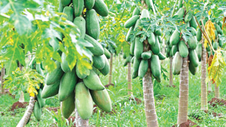 Doukkala : La Papaye, un fruit tropical en pleine émergence !