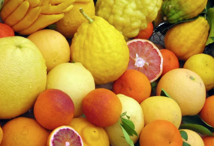 Centre régional de Kénitra : INRA présente ses nouvelles variétés d’agrumes Centre régional de Kénitra : INRA présente ses nouvelles variétés d’agrumes