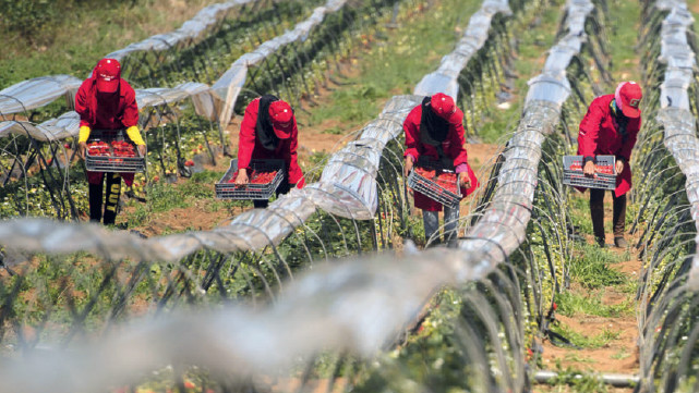 Déchets plastiques  : Haro sur la pollution des sols agricoles Déchets plastiques  : Haro sur la pollution des sols agricoles