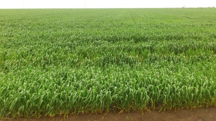Une parcelle semée de blé tendre Une parcelle semée de blé tendre