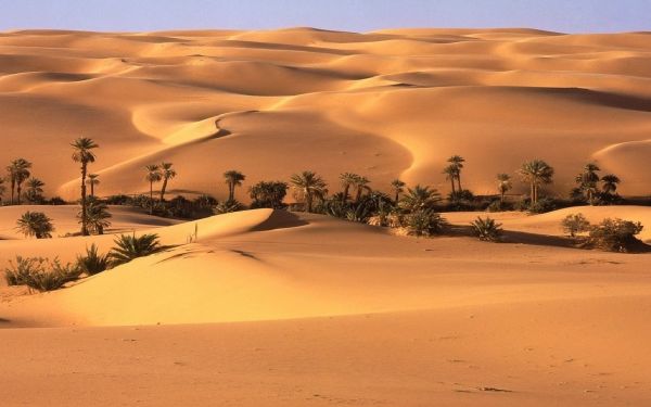 Des fossiles d’auroch et de rhinocéros, témoins de l’histoire du Sahara