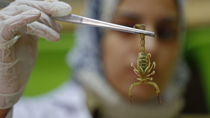 Université Hassan II de Casablanca : Un système robotique pour l’extraction de venin de scorpions