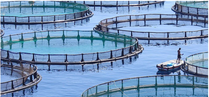 ANDA: 168 projets aquacoles en démarrage d'activité en 2021 ANDA: 168 projets aquacoles en démarrage d'activité en 2021