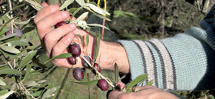 Filière oléicole: une production moyenne annuelle de 200.000 tonnes à Taounate Filière oléicole: une production moyenne annuelle de 200.000 tonnes à Taounate
