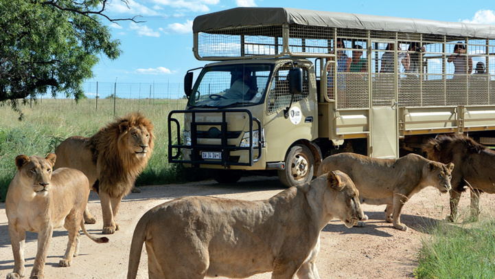 Tourisme : Faire un safari au Maroc ? Bientôt possible !