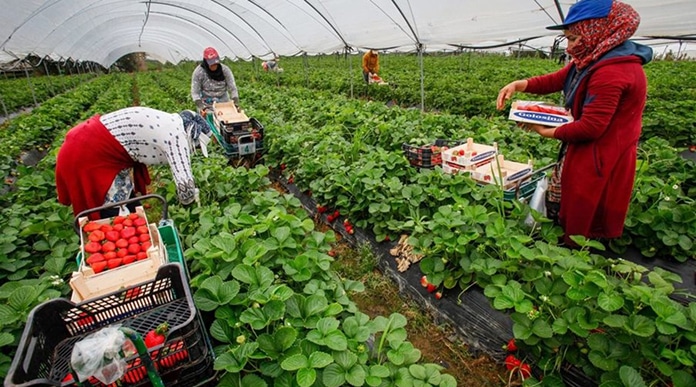 Espagne : plus de 12.000 saisonnières marocaines pour la campagne de cueillette des fruits rouges