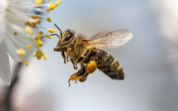 Les abeilles marocaines se cachent-elles pour mourir ? Les abeilles marocaines se cachent-elles pour mourir ?